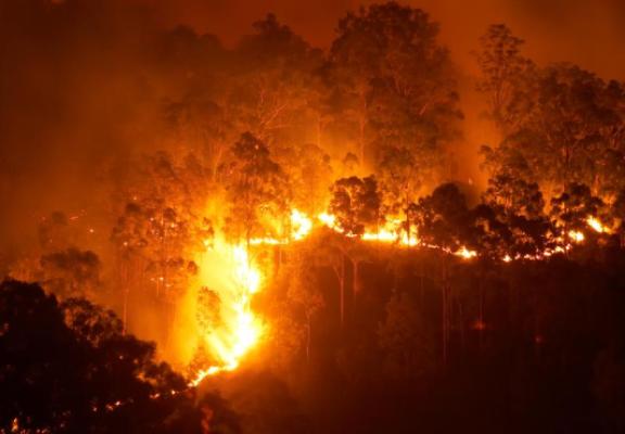 Bushfire